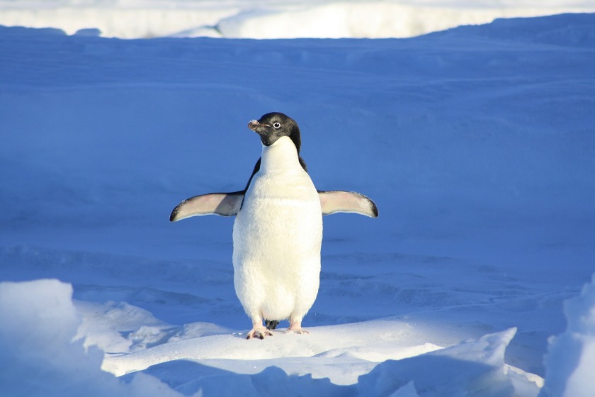 Penguin Antarctica