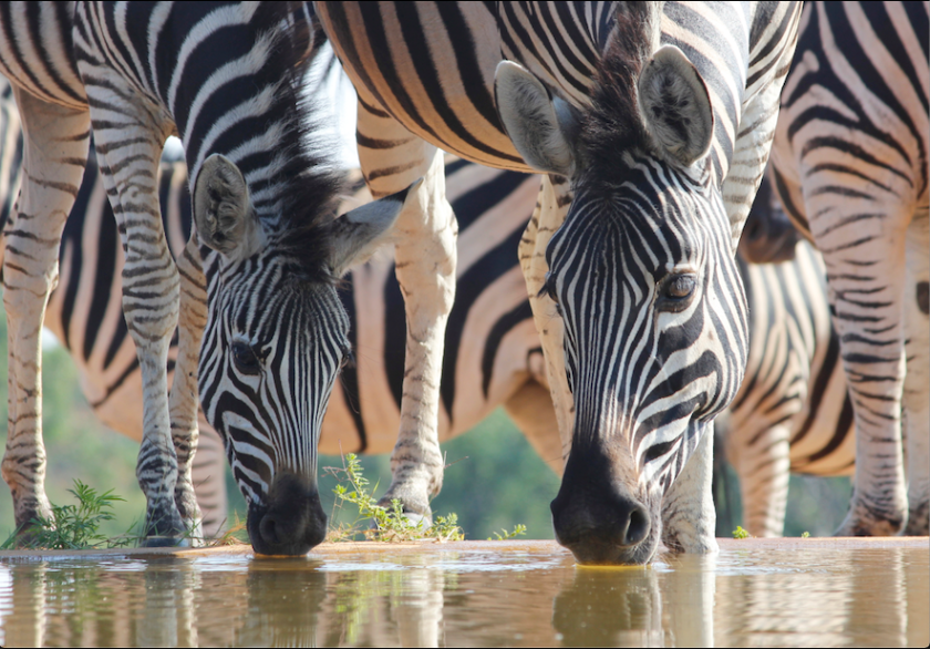 Zebra drinking South Africa safari