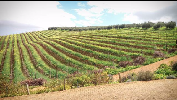 Tokara wine and olive farm, Stellenbosch
